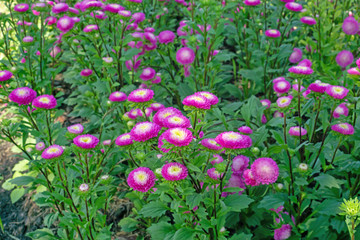 Pink petals of Everlasting or Straw flower blossom on green leaves, this plant know as Helichrysum bracteatum (Venten.) Willd in botanical name, is an annual flowering in Compositae family