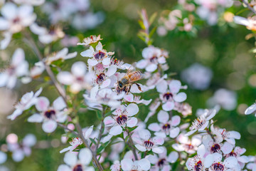 Honey bee on New Zealand Manuka flower