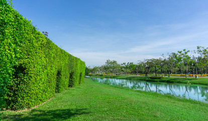 Green wall of the Tooth brush tree on smooth green grass lawn beside a lake and group of trees under clear blue sky in a good maintenance of a park