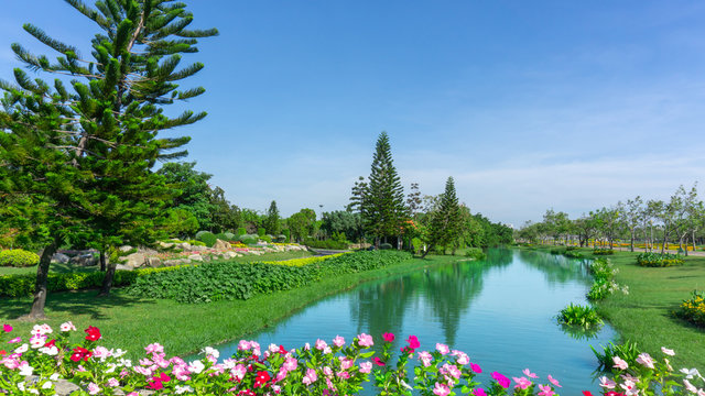 Beautiful landscape in a good maintenance garden of the public park, there are Norfolk Island