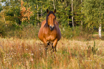 Krajobraz i natura Podlasia, Rzeka Narew, Polska © podlaski49