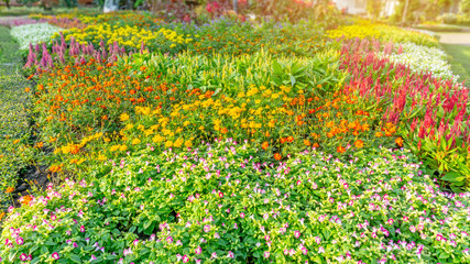 Garden of pink Wishbone flower, red Wool flowers, yellow Cosmos and colorful flowering plant blooming in a green leaf of Philippine tea plant border under sunlight morning, good care landscaping 