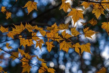 紅葉するもみじ