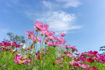 Obraz na płótnie Canvas Fiels of beautiful Pink, violet and White Cosmos hybrid blossom under vivid blue sky and white clouds in a sunny day