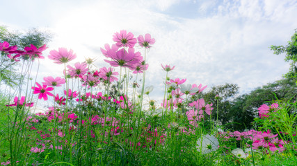 Fototapeta na wymiar Fiels of beautiful soft Pink, violet and White Cosmos hybrid blossom under vivid blue sky and white clouds in a sunny day, trees on backgroud