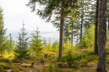 Pine forest in the mountains and valley far below
