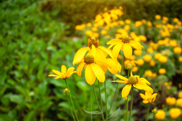 Bunches of yellow petals of Sunchoke flowering plant or know as Artichoke or Earth apple and sunroot