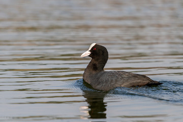 coot proudly floats on the lake
