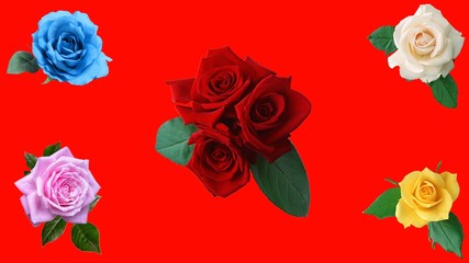 the roses of all color over red background