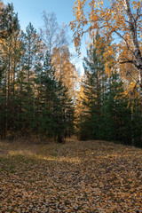 Obraz premium the path in the autumn forest