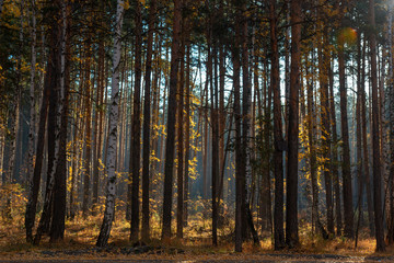 Fototapeta premium Autumn in the forest