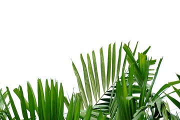 Tropical palm leaves on white isolated background for green foliage backdrop