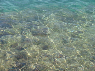 Panorama of a clear, transparent surface of a mountain lake, through which water you can see the bottom covered with plants and old trees.