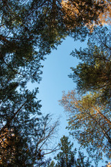 blue sky through the crowns of trees