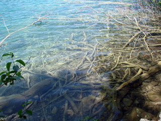 Naklejka na ściany i meble Panorama of a clear, transparent surface of a mountain lake, through which water you can see the bottom covered with plants and old trees.