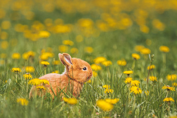 cute red rabbit among dandelions