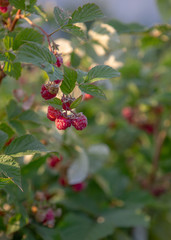 Fototapeta premium Ripe raspberries on the branch in the garden