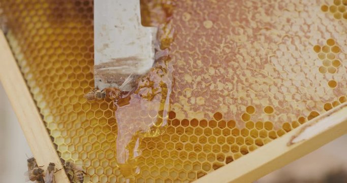 Close up shot of a beekeeper scraping a honeycomb to harvest honey from a beehive in slow motion, oozing golden honey