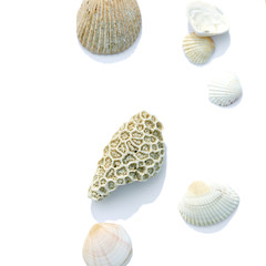 dried, petrified coral and sea shell isolated on white background. Top view, flat layout.