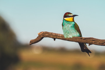 exotic bird sitting on a branch