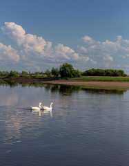 Two geese walk and swim on the shore of the lake on a sunny day