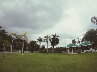 palm trees on the beach