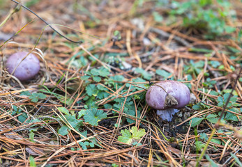 Mushroom breaking  through the grass after rain in a coniferous forest in the mountainous part of Georgia