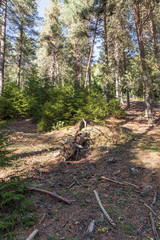 Hillside  covered with trees in a coniferous forest in the mountainous part of Georgia