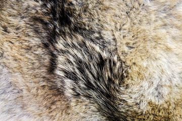 wool and pelt of the gray wolf. Background of wolf fur