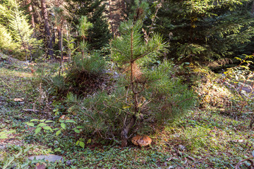 Fototapeta premium Young pine and mushroom growing near it in a coniferous forest in the mountainous part of Georgia