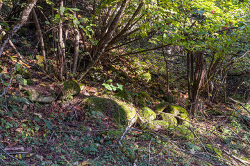 Obraz premium Overgrown with moss and young deciduous trees, a hillside in a forest in the mountainous part of Georgia