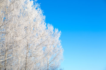Frozen birch of tree covered with hoarfrost on blue sky background Branches covered with snow Nature winter landscape