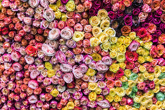 different colors of fresh roses grow. background