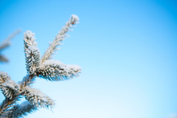 Spruce branch in the snow against the blue sky Branches covered with snow Nature winter landscape