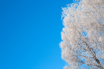 Frost covered birch tree against blue sky Branches covered with snow Nature winter landscape