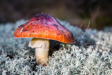 mushroom fly agaric grows among the grass in the autumn forest