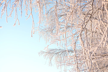 Birch trees covered by snow against blue sky. Winter landscape Branches covered with snow Nature winter landscape