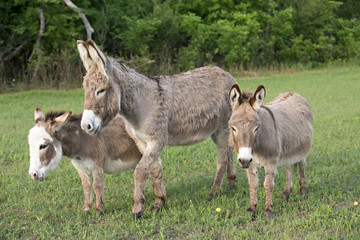 Donkey Friends