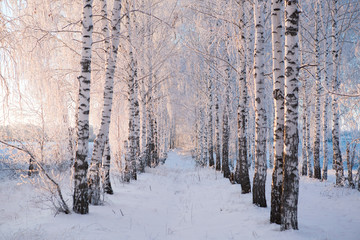 Snow covered birch tree branches view on blue sky Branches covered with snow Nature winter landscape