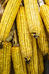 ears of ripe corn hanging. background of yellow corn