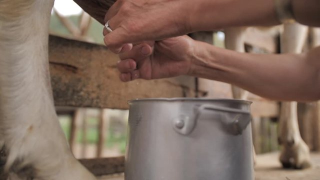 female hands milking hands goat in a pot