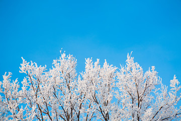 Naked birch tree branches covered by snow and frost against the blue sky with white light clouds Branches covered with snow Nature winter landscape