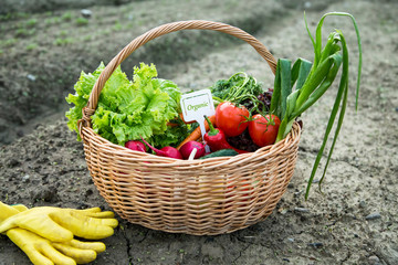 Bio organic vegetables basket with label