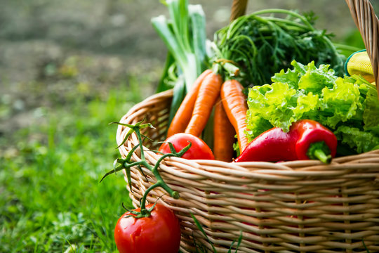 Fresh organic vegetables basket freshly harvested from the garden