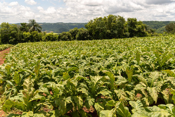 Small smoke leaf plantation for industrial use-12.NEF10