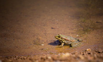 lake frog basks in shallow water