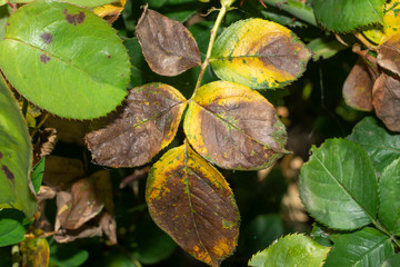 sick rose bushes and leaves. Protection against diseases in the garden