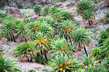 Palmen auf  Teneriffa