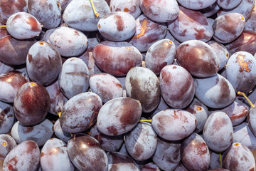 blue ripe plum background texture. Macro photo. Harvest concept