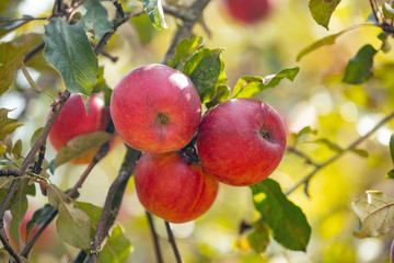 Red ripe apples on a branch in the garden. Nature background